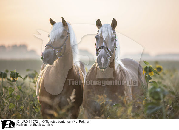Haflinger im Blumenfeld / Haflinger at the flower field / JRO-01072