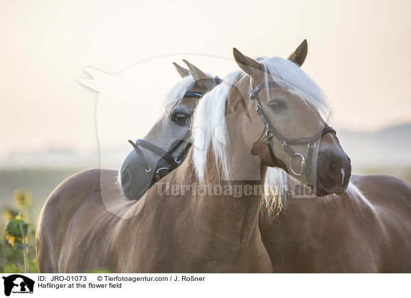 Haflinger im Blumenfeld / Haflinger at the flower field / JRO-01073