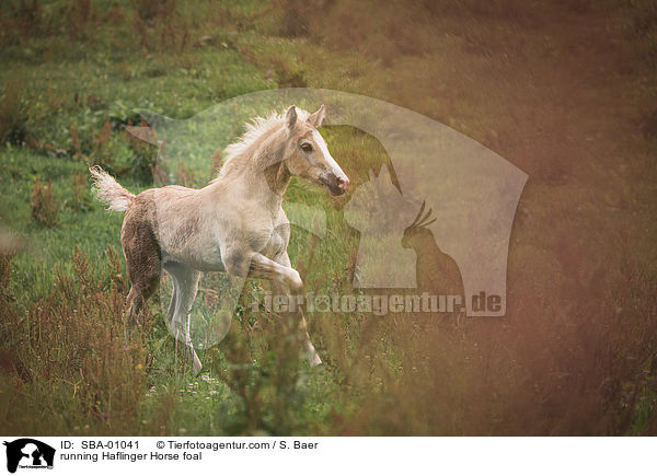 rennendes Haflinger Fohlen / running Haflinger Horse foal / SBA-01041