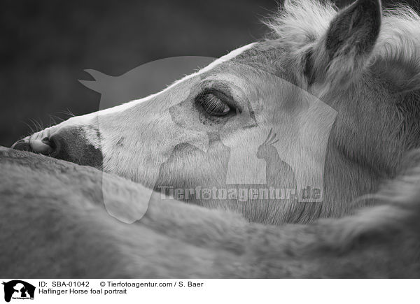 Haflinger Fohlen Portrait / Haflinger Horse foal portrait / SBA-01042