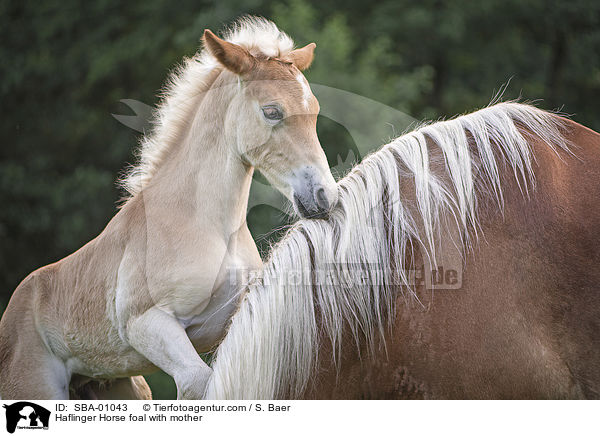 Haflinger Fohlen mit Mutter / Haflinger Horse foal with mother / SBA-01043