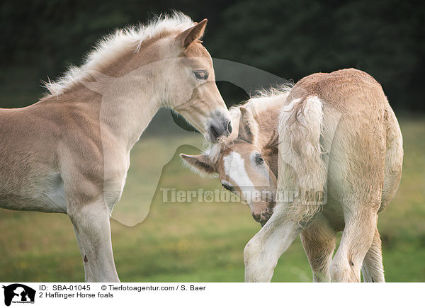 2 Haflinger Fohlen / 2 Haflinger Horse foals / SBA-01045