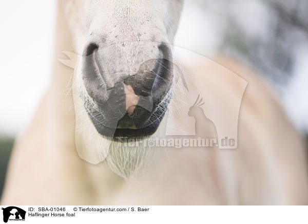 Haflinger Fohlen / Haflinger Horse foal / SBA-01046