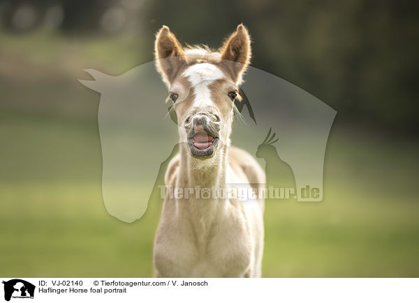 Haflinger Fohlen Portrait / Haflinger Horse foal portrait / VJ-02140