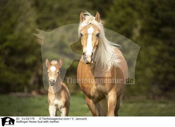 Haflinger Fohlen mit Mutter / Haflinger Horse foal with mother / VJ-02176