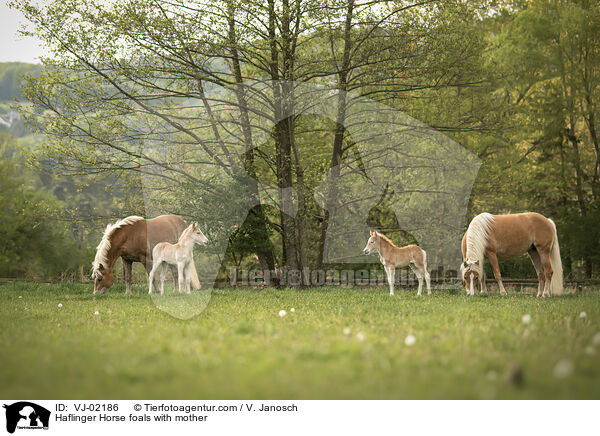 Haflinger Fohlen mit Mutter / Haflinger Horse foals with mother / VJ-02186