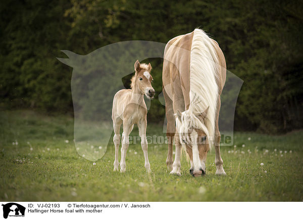Haflinger Fohlen mit Mutter / Haflinger Horse foal with mother / VJ-02193