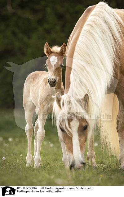 Haflinger Fohlen mit Mutter / Haflinger Horse foal with mother / VJ-02194
