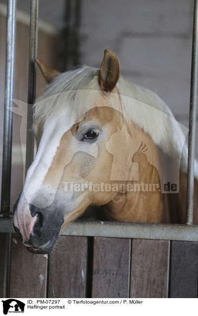 Haflinger Portrait / Haflinger portrait / PM-07297