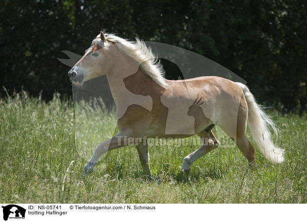 trabender Haflinger / trotting Haflinger / NS-05741