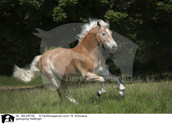 galoppierender Haflinger / galopping Haflinger / NS-05748