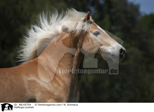Haflinger Portrait / Haflinger portrait / NS-05754
