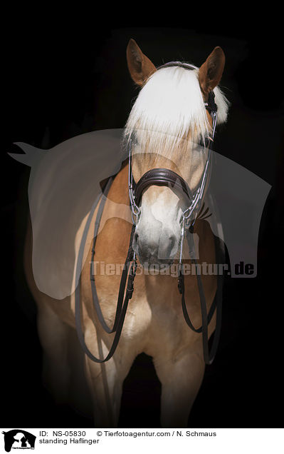 stehender Haflinger / standing Haflinger / NS-05830