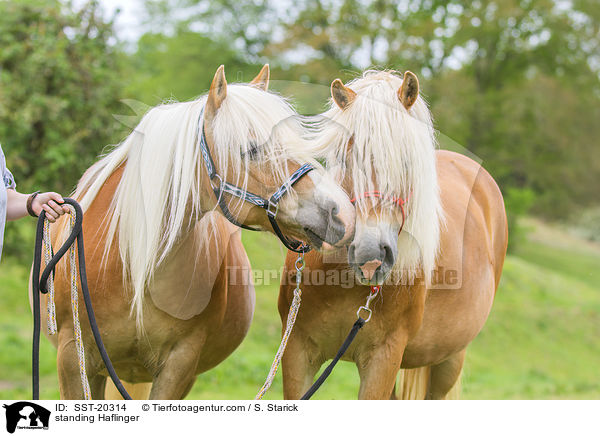 stehende Haflinger / standing Haflinger / SST-20314