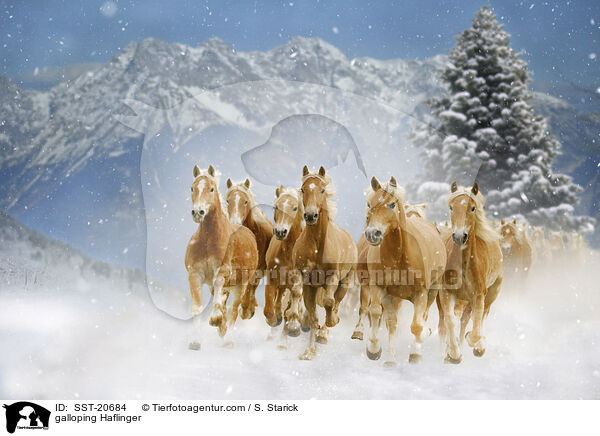 galoppierende Haflinger / galloping Haflinger / SST-20684