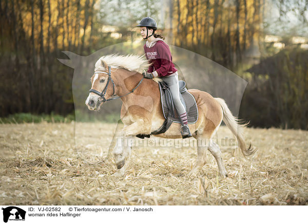 Frau reitet Haflinger / woman rides Haflinger / VJ-02582