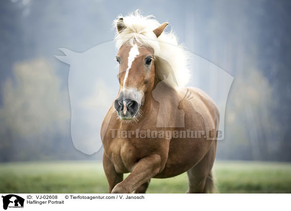 Haflinger Portrait / Haflinger Portrait / VJ-02608