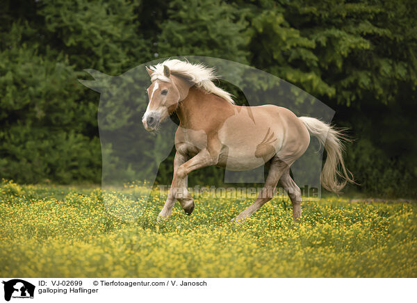 galoppierender Haflinger / galloping Haflinger / VJ-02699