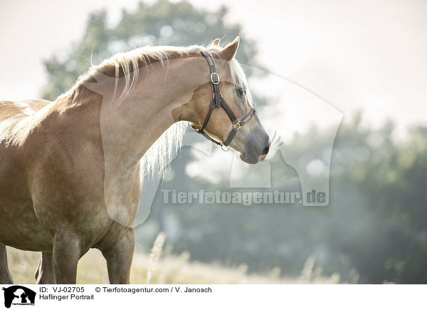 Haflinger Portrait / Haflinger Portrait / VJ-02705