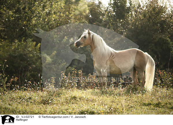Haflinger / Haflinger / VJ-02721