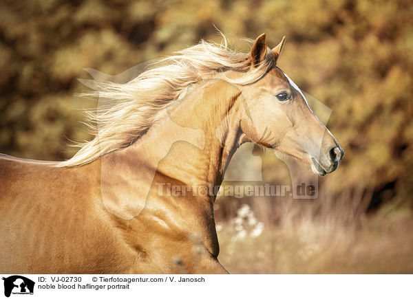 Edelbluthaflinger Portrait / noble blood haflinger portrait / VJ-02730