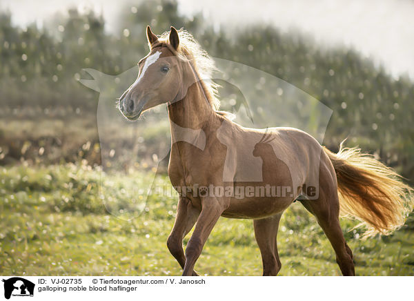 galoppierender Edelbluthaflinger / galloping noble blood haflinger / VJ-02735
