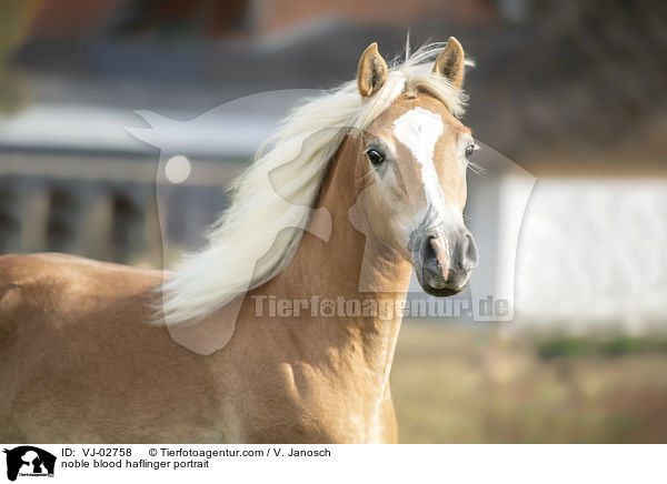 Edelbluthaflinger Portrait / noble blood haflinger portrait / VJ-02758
