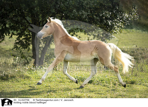 trabender Edelbluthaflinger / trotting noble blood haflinger / VJ-02759