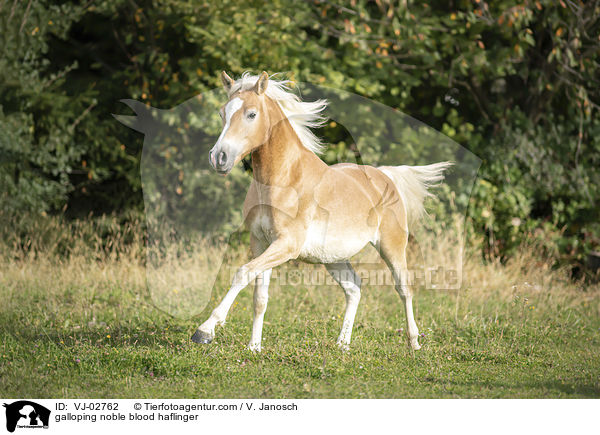 galoppierender Edelbluthaflinger / galloping noble blood haflinger / VJ-02762
