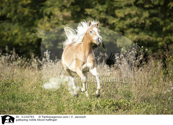 galoppierender Edelbluthaflinger / galloping noble blood haflinger / VJ-02763
