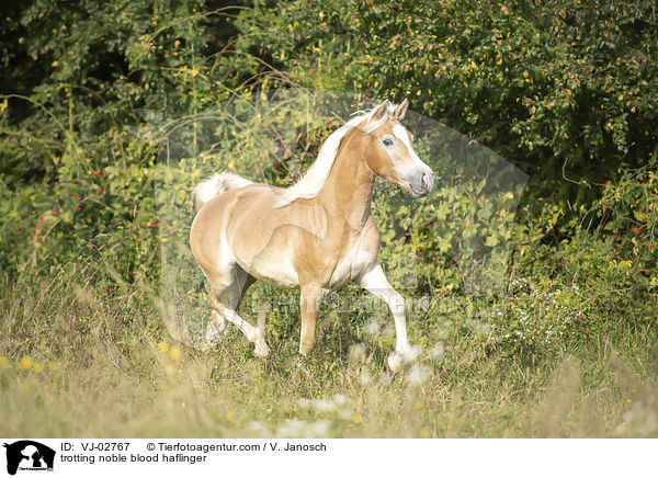 trabender Edelbluthaflinger / trotting noble blood haflinger / VJ-02767