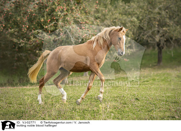trabender Edelbluthaflinger / trotting noble blood haflinger / VJ-02771