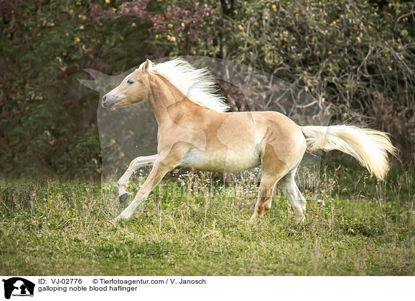 galoppierender Edelbluthaflinger / galloping noble blood haflinger / VJ-02776
