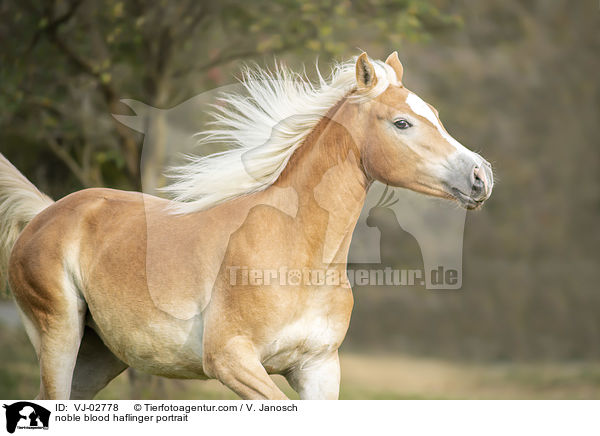 Edelbluthaflinger Portrait / noble blood haflinger portrait / VJ-02778
