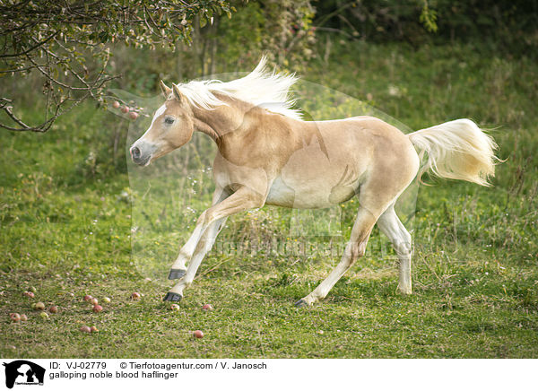 galoppierender Edelbluthaflinger / galloping noble blood haflinger / VJ-02779