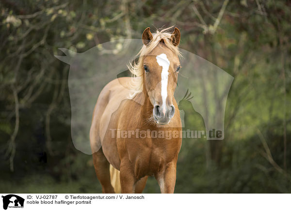 Edelbluthaflinger Portrait / noble blood haflinger portrait / VJ-02787