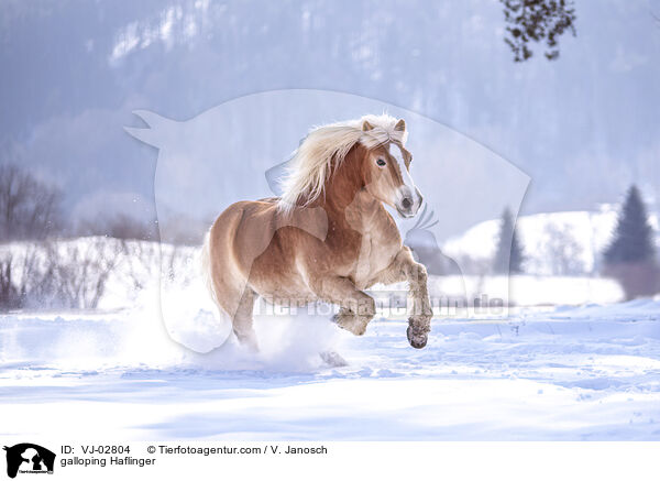 galloping Haflinger / VJ-02804