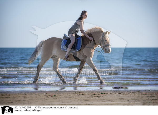 Frau reitet Haflinger / woman rides Haflinger / VJ-02957