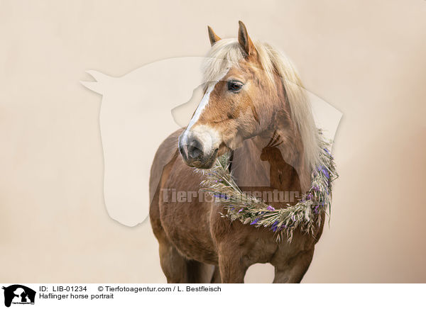 Haflinger Portrait / Haflinger horse portrait / LIB-01234