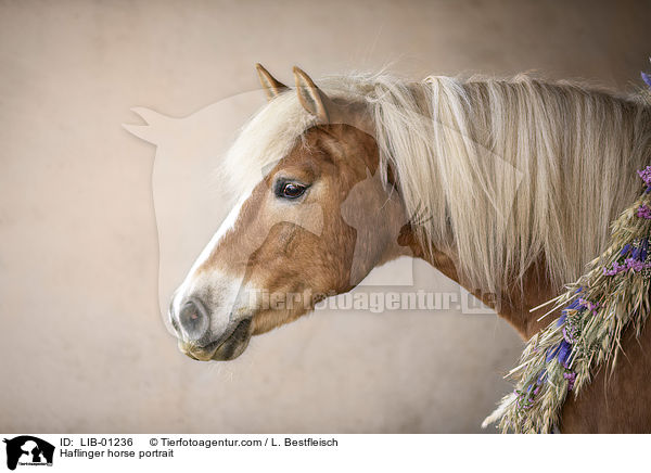 Haflinger Portrait / Haflinger horse portrait / LIB-01236