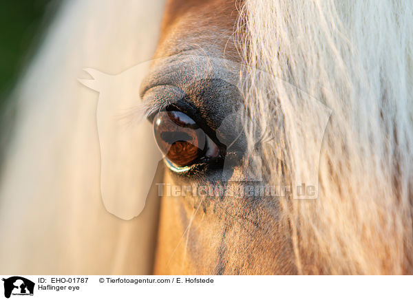 Haflinger Auge / Haflinger eye / EHO-01787