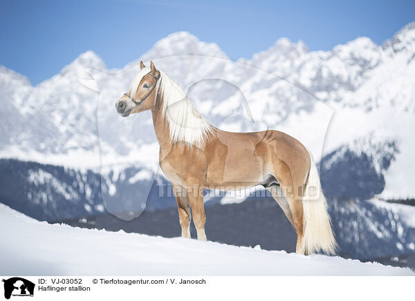 Haflinger stallion / VJ-03052
