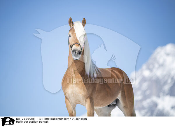 Haflinger stallion portrait / VJ-03058