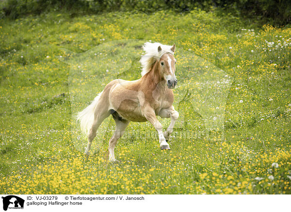 galoppierender Haflinger / galloping Haflinger horse / VJ-03279