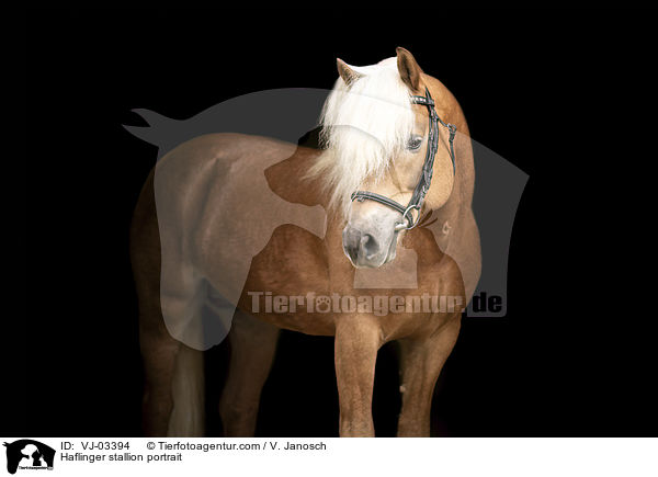 Haflinger Hengst Portrait / Haflinger stallion portrait / VJ-03394