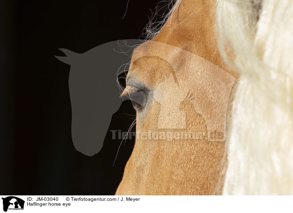 Haflinger horse eye / JM-03040