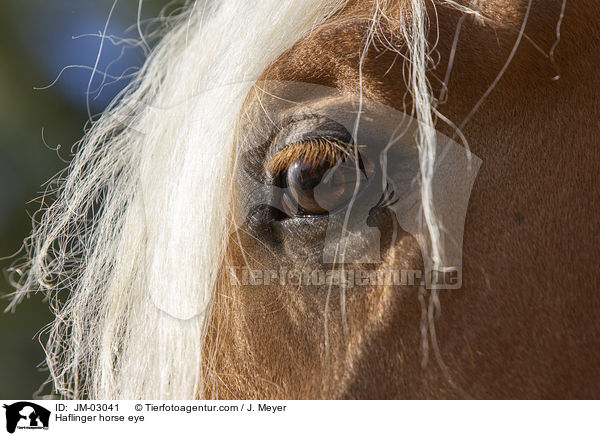 Haflinger horse eye / JM-03041