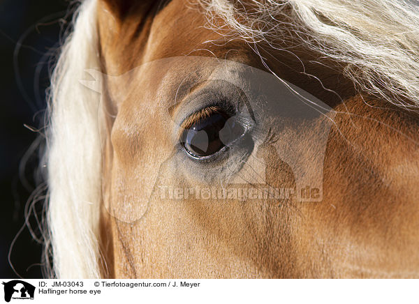 Haflinger horse eye / JM-03043