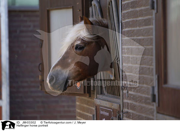 Haflinger Portrait / Haflinger horse portrait / JM-03302
