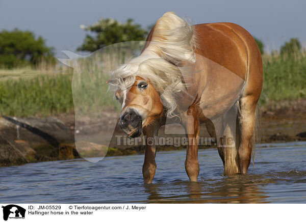 Haflinger im Wasser / Haflinger horse in the water / JM-05529
